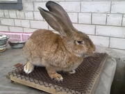 продам кролей породы серый великан