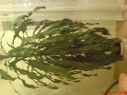 Продам  Драцену (срочно) ,  цена 900грн. т. 0672360853