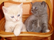 Чистокровные британские котята 