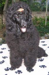 Пудель малый щенки черные