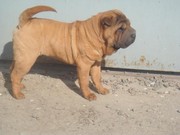 Питомник шар-пеев РИШЕЛЬЕ предогает сук 8-10 мес