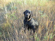 Продажа породистых щенков лабрадора - ретривера