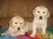 Щенки Золотистого .Ретривера. Спешите!!! Осталось всего 2 девочки!!!