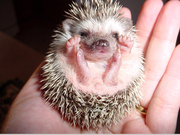 Возьму в хорошие руки или куплю