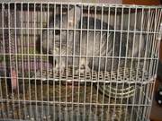 шиншилла стандарт самка