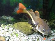 аквариумный сом - Краснохвостый фрактоцефалус