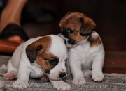 щенки джек рассел терьер