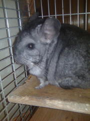 Продам зрелую(3 помёта), здоровую стандартного окраса девочку 1.5 года.