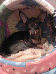 2-3 год. сука той-терьера