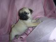 Щеночек мопса ждет своих хозяев