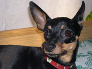 Карликовый пинчер