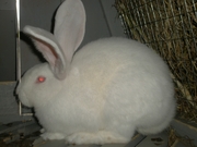 Кролики акселераты мясной породы вырощены по технологии Михахайлова   