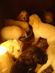 Приобрети преданного друга