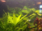 Обслуживание пресноводных аквариумов