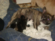 Продам щенков  французкого бульдога  бульдога