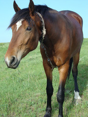 продам ЛОШАДЬ