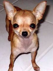 СУПЕР ПРЕДЛОЖЕНИЕ