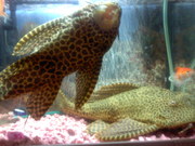 продам два большие анциструса