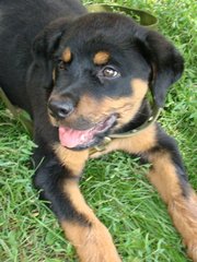 Продам щенка ротвейлера