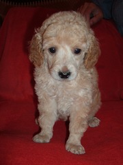 той пудель щенки