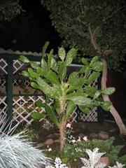 Кактус высокий ,  взрослый