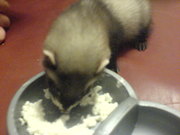 Продам очаровательного  хорька!