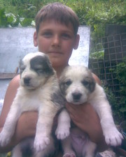 Продам щенят!!!