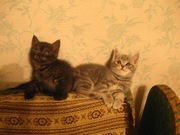 Котята шотландские (скоттиш-страйты)