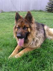 4 мальчика немецкой овчарки