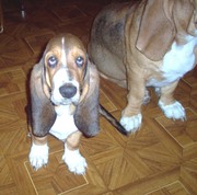 Продаются Щенки Бассет Хаунд