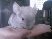 Продам ручных домaшних шиншилл.