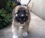 Щенки кавказской овчарки