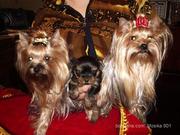 Продажа щеночков Йоркширского терьера,  есть мини