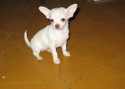Продам щеночка Чихуахуа девочка 