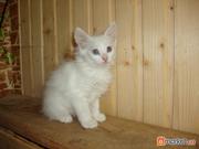 Ищу хозяина котенку ангоровая шиншилла