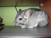 Проам мальчиков шиншиллы окрас стандарт возраст 3 месяца