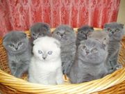 Шотландские висловухие котята