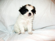 Японский хин в Одессе