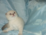 Продажа элитных котят