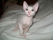 Котята донского сфинкса от чемпиона Европы