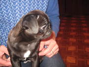 мопс черный!