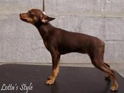 Щенок русского той-терьера из питомника Lottas Style