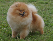 Померанский Шпиц<