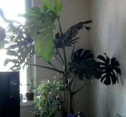 Продам монстеру.