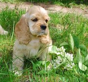 Американский кокер спаниель щенки