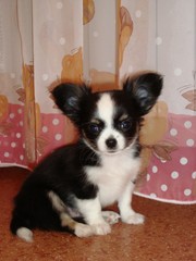 видео. чихуахуа мальчишка