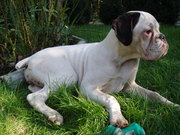 Белая боксерочка с тигровым ушком