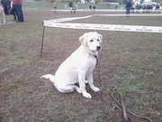 продам Лабрадора