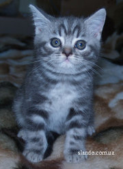 Шотландские элитные котята