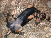 Пропала собака